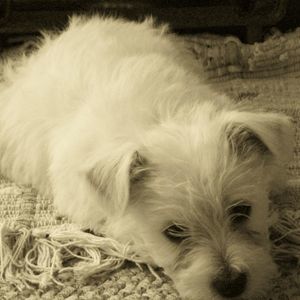 Meet your Posher, Donna